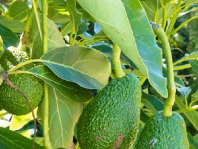 Avocado