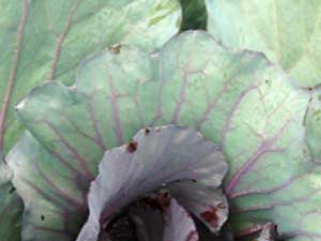 Cabbage (Summer Red)