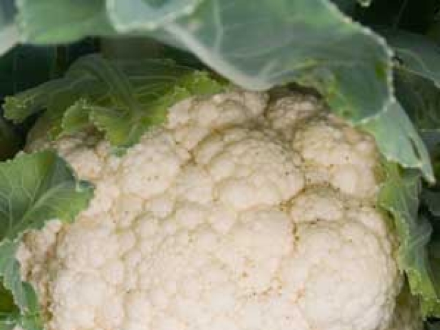 Cauliflower