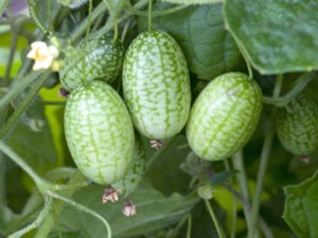 Cucamelon