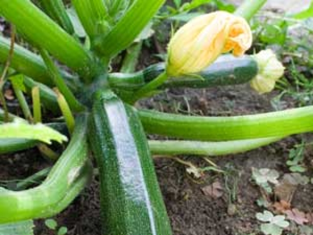 Courgette