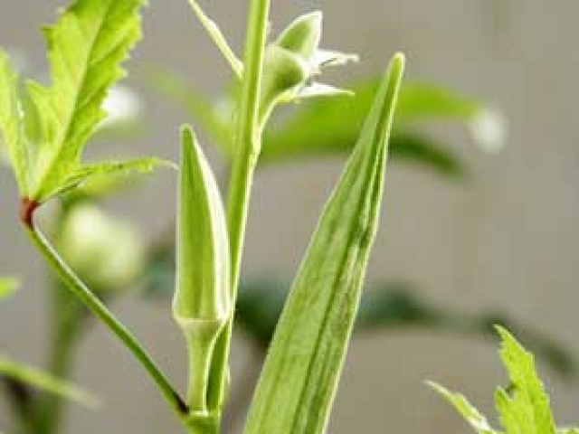 Okra
