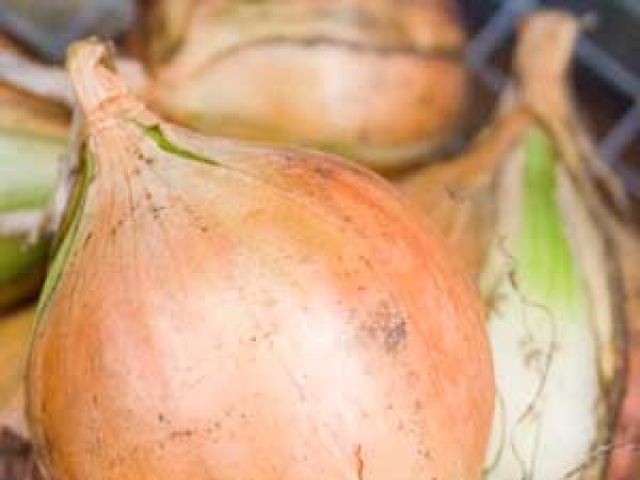 Onion (Autumn planted)