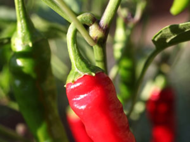 Chilli Pepper