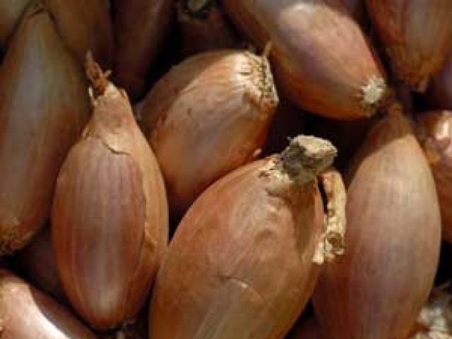 Shallots
