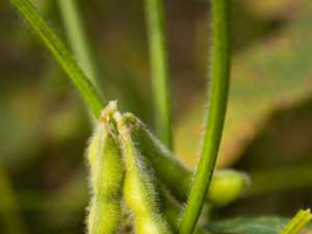 Soya beans
