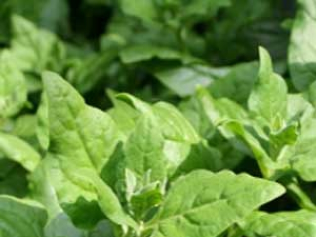 Spinach (New Zealand)