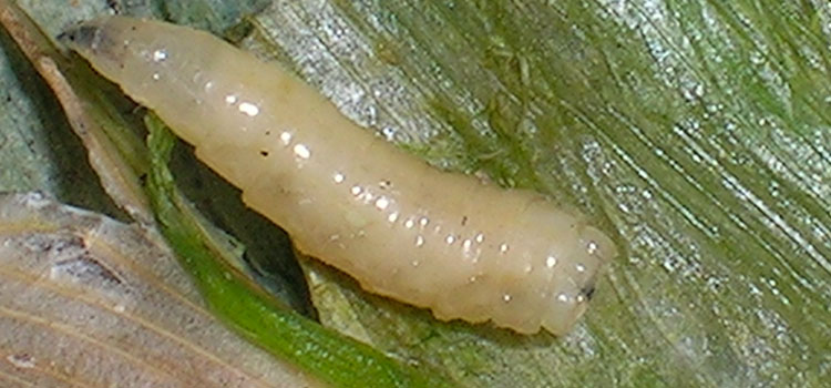 Allium Leaf Miner - Image 3