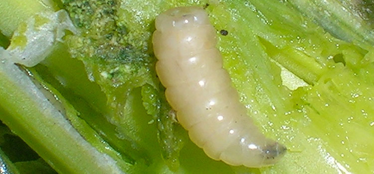 Allium Leaf Miner - Image 1