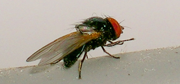 Allium Leaf Miner - Image 2