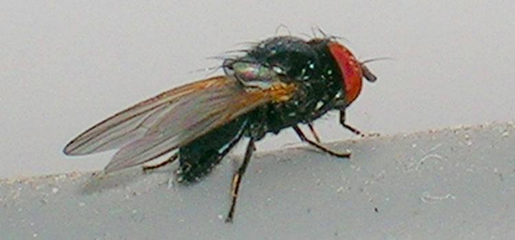 Allium Leaf Miner - Image 5