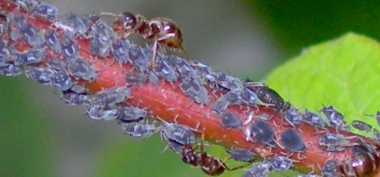 Aphid, Black Bean - Image 1