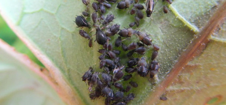 Aphid, Black Bean - Image 4