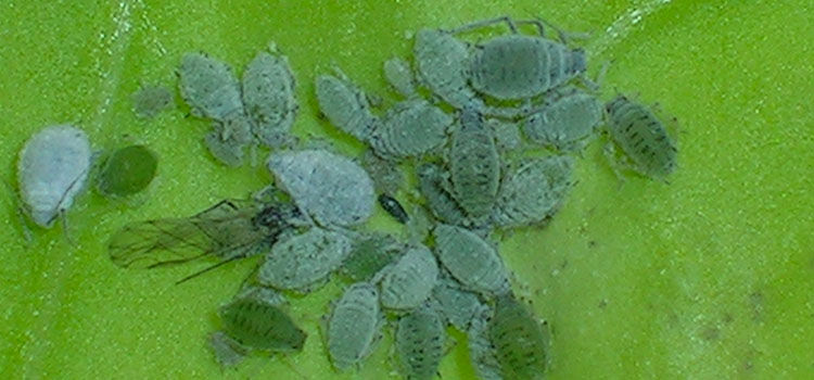 Aphid, Cabbage - Image 1