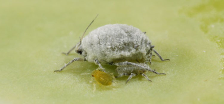 Aphid, Cabbage - Image 3