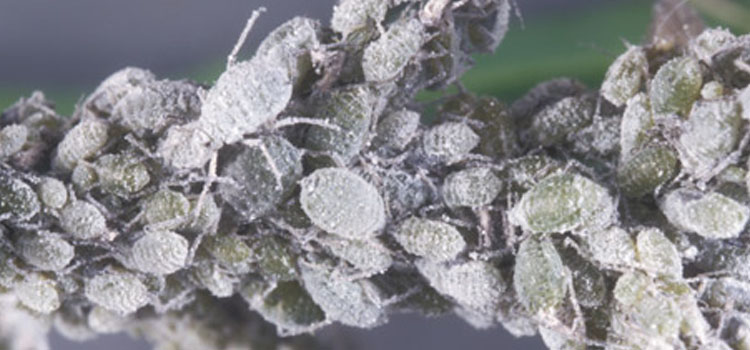 Aphid, Cabbage - Image 6