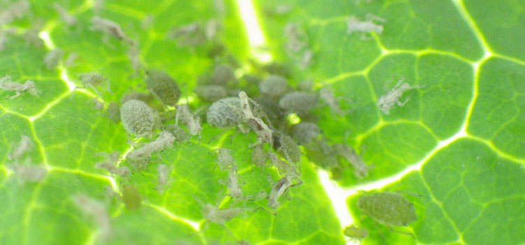 Aphid, Cabbage - Image 4