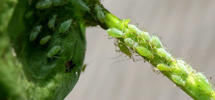 Aphids (General) - Image 1