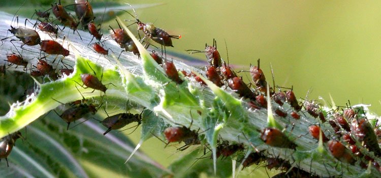 Aphids (General) - Image 2