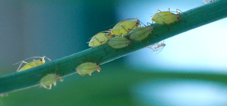 Aphids (General) - Image 3
