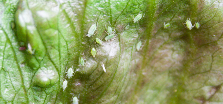 Aphids (General) - Image 4