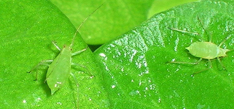 Aphids (General) - Image 6