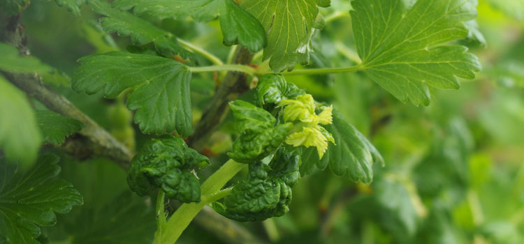 Aphids (General) - Image 7