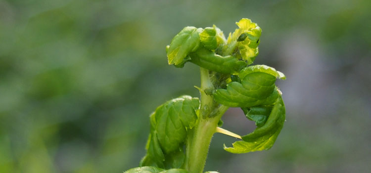 Aphids (General) - Image 8
