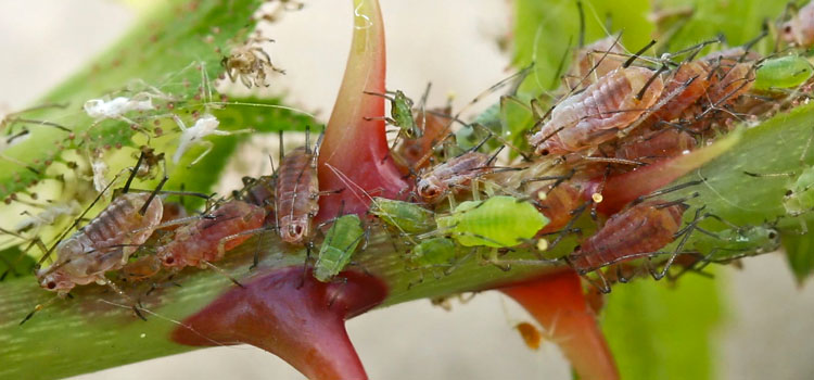 Aphid, Rose - Image 5