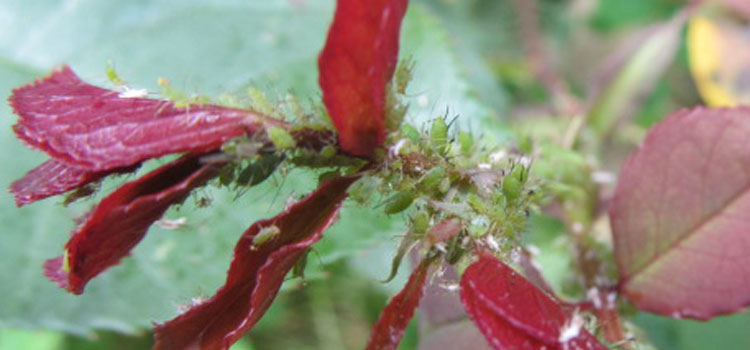 Aphid, Rose - Image 1