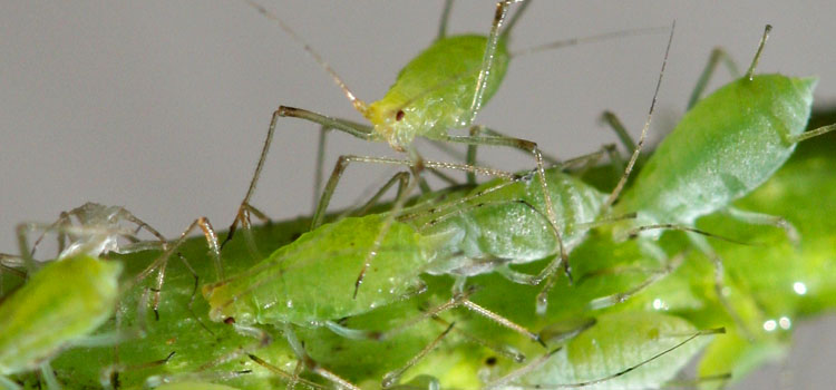 Aphid, Rose - Image 2