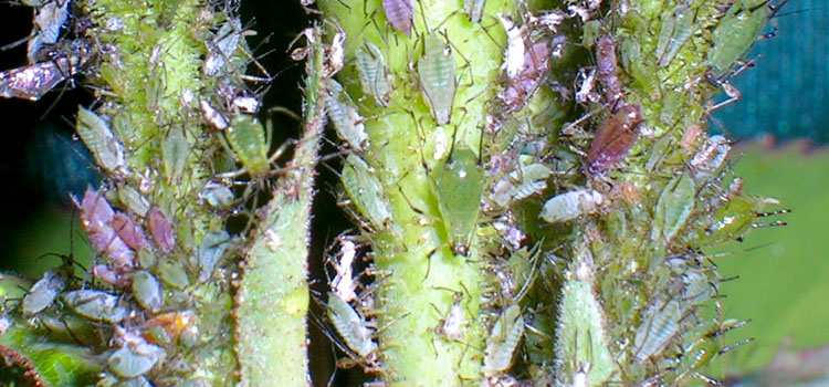 Aphid, Rose - Image 3