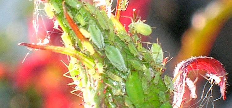 Aphid, Rose - Image 4