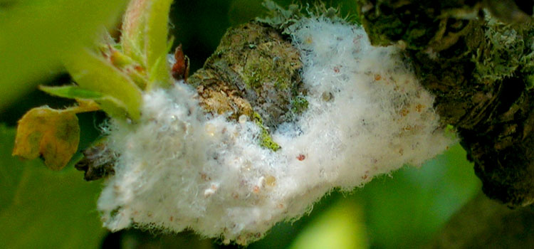 Aphid, Woolly - Image 1