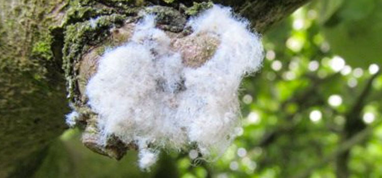 Aphid, Woolly - Image 2