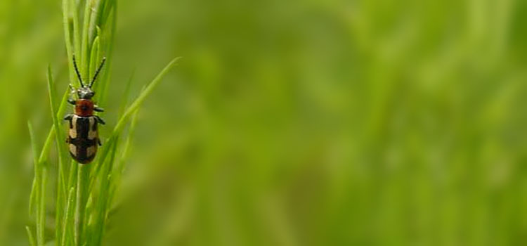 Asparagus Beetle - Image 1