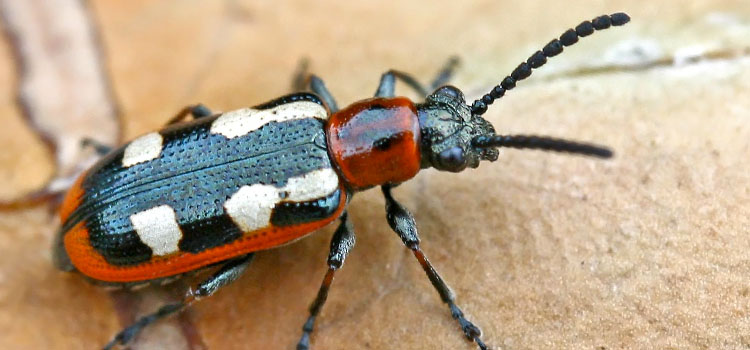 Asparagus Beetle - Image 2