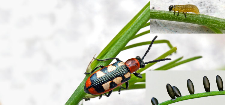 Asparagus Beetle - Image 5