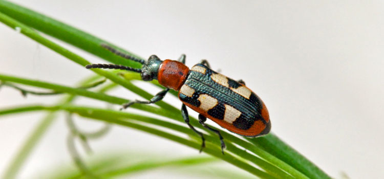 Asparagus Beetle - Image 3