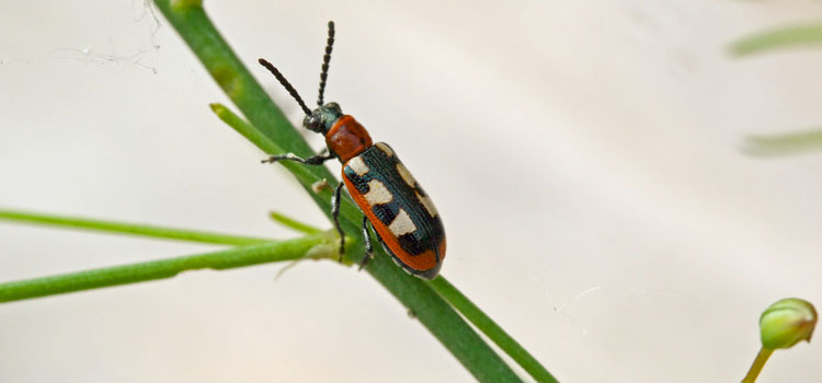 Asparagus Beetle - Image 4