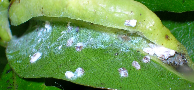 Bay Sucker Psyllid - Image 1