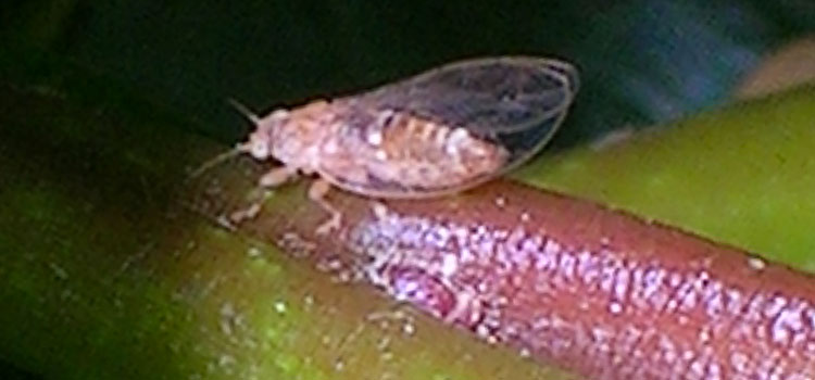 Bay Sucker Psyllid - Image 2