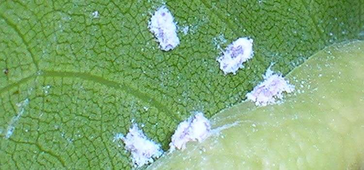 Bay Sucker Psyllid - Image 3