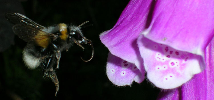 Bumble Bee - Image 2