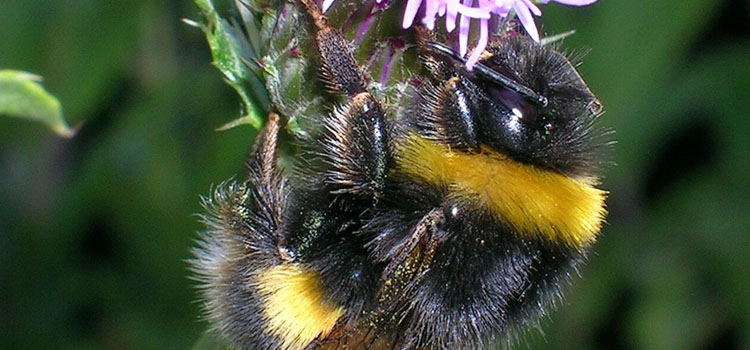 Bumble Bee - Image 3