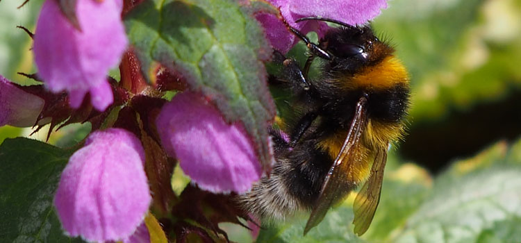 Bumble Bee - Image 4