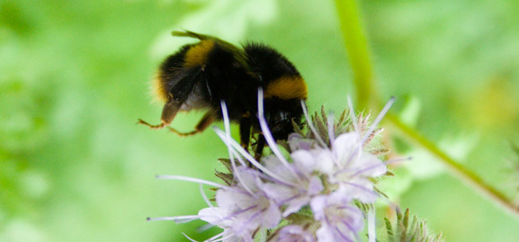 Bumble Bee - Image 5