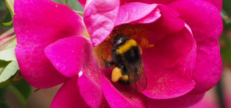 Bumble Bee - Image 7