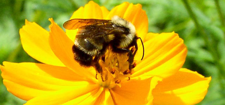 Bumble Bee - Image 1