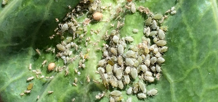 Aphid, Cabbage - Image 2